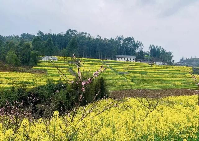 油菜花开的季节，适合家庭室内养的花与绿植（2019年全国油菜花开放时间表）