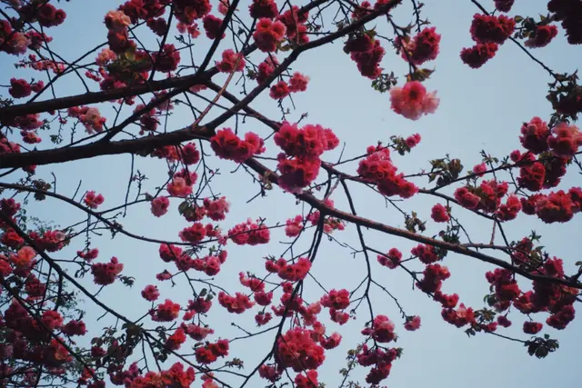 昆明周边好玩的地方，昆明周边好玩的地方有哪些（来到四季如春的昆明）