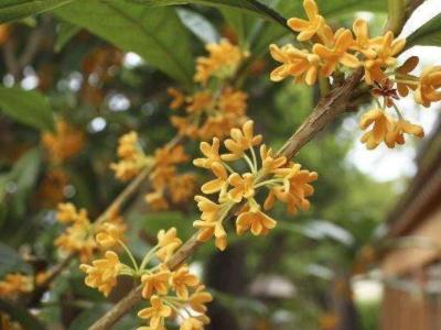 怎样栽培桂花树，如何种植桂花（桂花怎么种植方法）