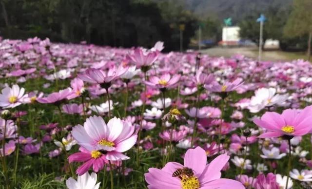 格桑花盛开的地方太漂亮了，100多亩格桑花花海美爆了