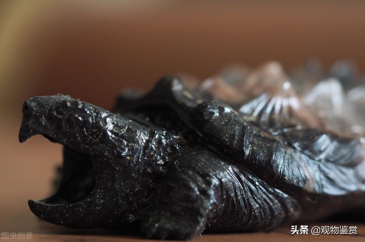 小鳄龟吃什么(小鳄龟一年能长多大)