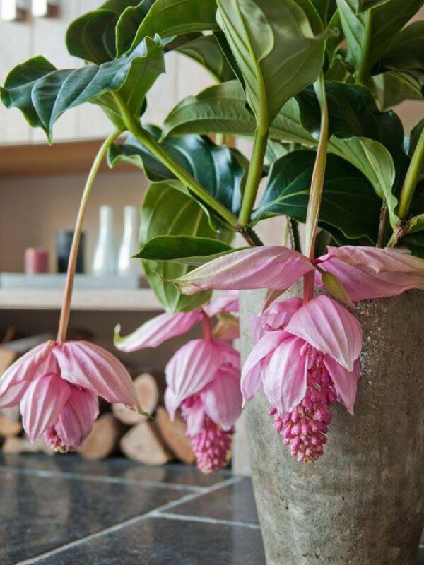 宝莲灯花的养殖方法和注意事项，宝莲灯花的养殖方法（掌握技巧就能养好它）