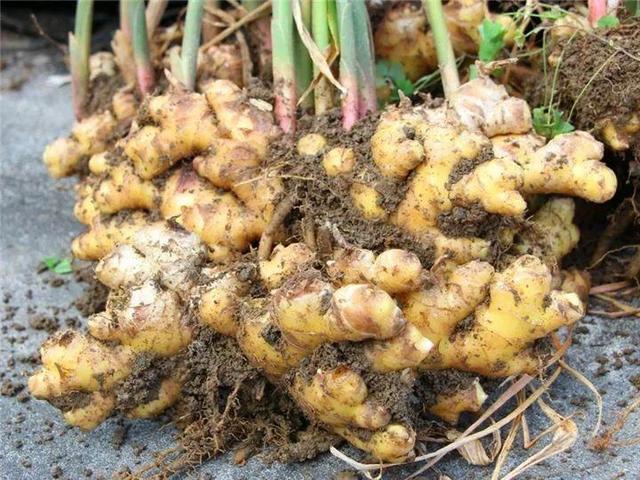 家里有鼻涕虫怎么消灭，鼻涕虫怎么彻底消灭（自制天然杀虫水）