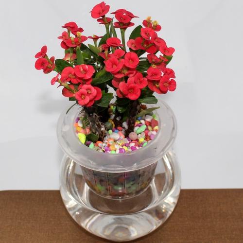 虎刺梅，虎刺梅“有毒”很多人还是养家里（虎刺梅黄叶是怎么回事）