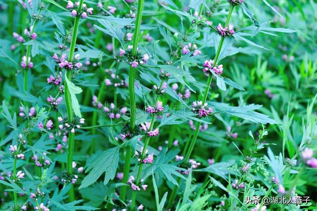 野菜种类有什么，野菜的种类和图片大全（你想要的野菜这里都有）