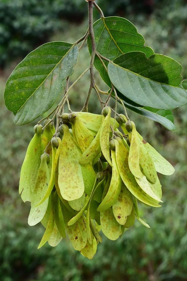 国家一级保护植物的名单，国家一级保护植物简介（植物世界丨国家一级重点保护野生植物名录）