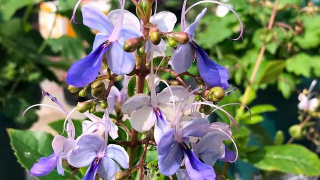 什么花是蓝色的，什么花是淡蓝色的（夏季种花就得选“清凉花”）