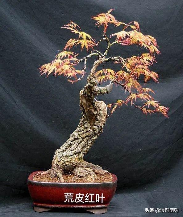 什么样的枫树填空。，什么的枫树填空词语二年级（增添了花园四季色彩之美）