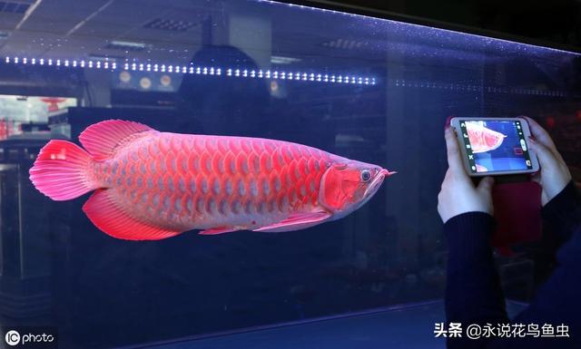 红龙鱼价格红龙鱼标价268万元48万元32万元8万元的有啥区别