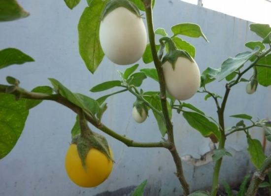 神奇的植物有哪些，世界上最神奇的植物（十种奇特的自然界植物）