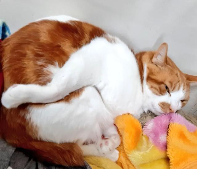 可爱表情包.抱我的小猫腿舔我的jio，微信头像，可爱表情包.抱我的小猫腿舔我的jio（却把评论区逼成了恋jio癖哈哈哈）