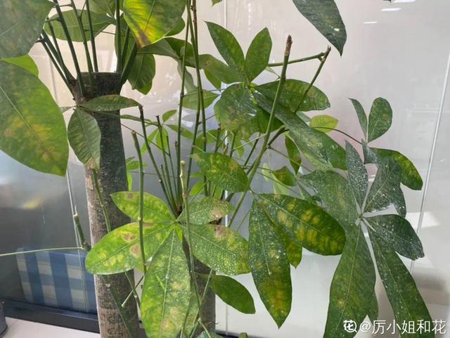 栀子花叶子发黄是什么原因，栀子花叶子发黄的原因是什么（栀子花叶子发黄）