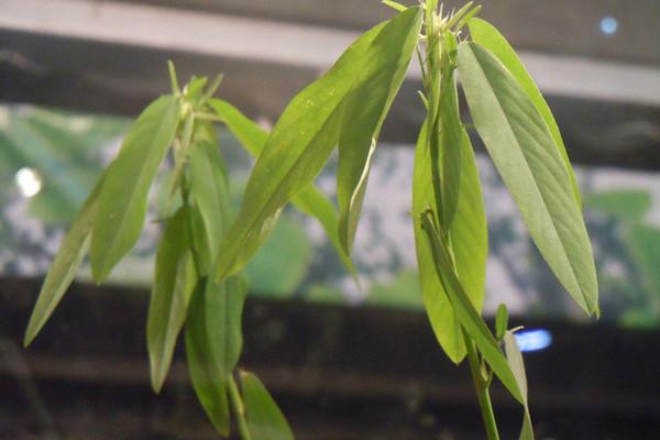 神奇的植物有哪些，世界上最神奇的植物（十种奇特的自然界植物）