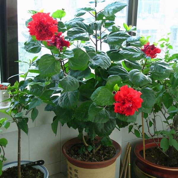 雨水是酸性还是碱性，正常雨水是酸性还是碱性（下雨多淋“雨水”）