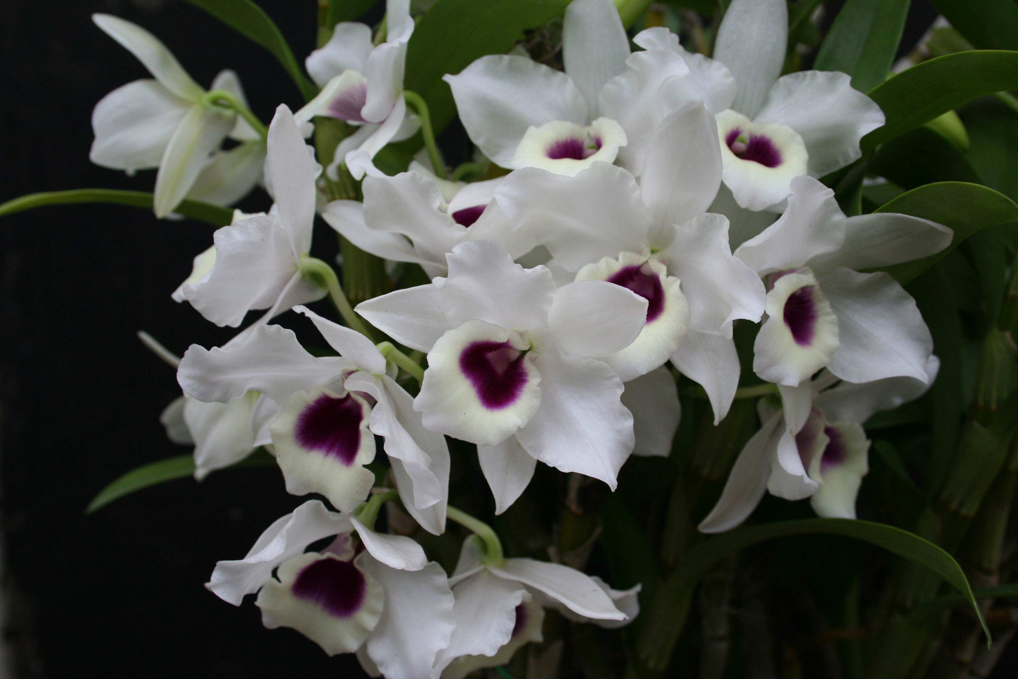 如何使石斛开花-(怎样促进石斛开花)-柯彬网