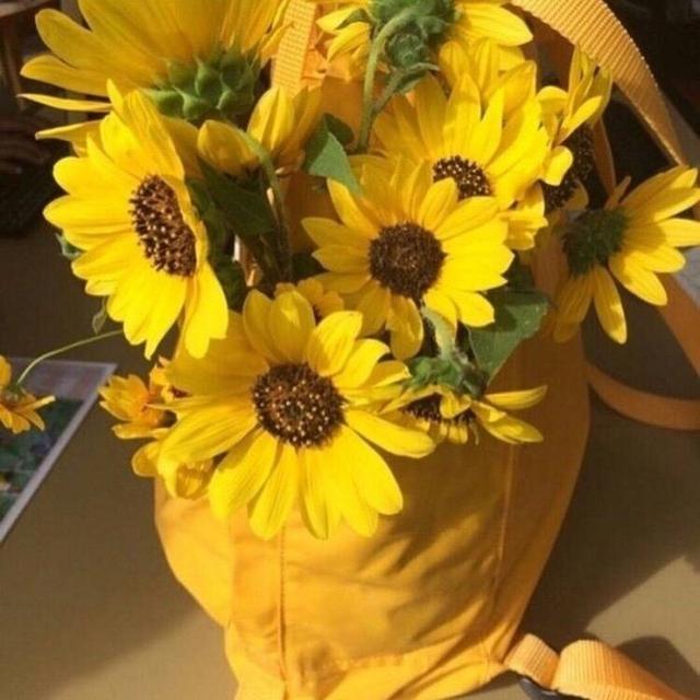 黄色背景图来一波，纯黄色背景图图片（点赞好运无限来 ​​​）