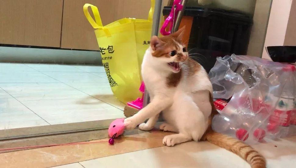 猫咪爱咬人怎么办(猫咪抓人咬人屡教不改怎么办)