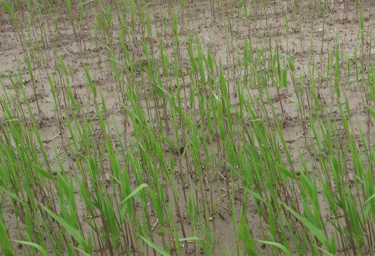 琯什么意思解释，琯字笔画笔顺（如何准确理解“蒹葭苍苍”）