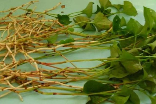 做清明果的草叫什么草，做清明果的那种草叫什么（春天不可错过的4种野菜）