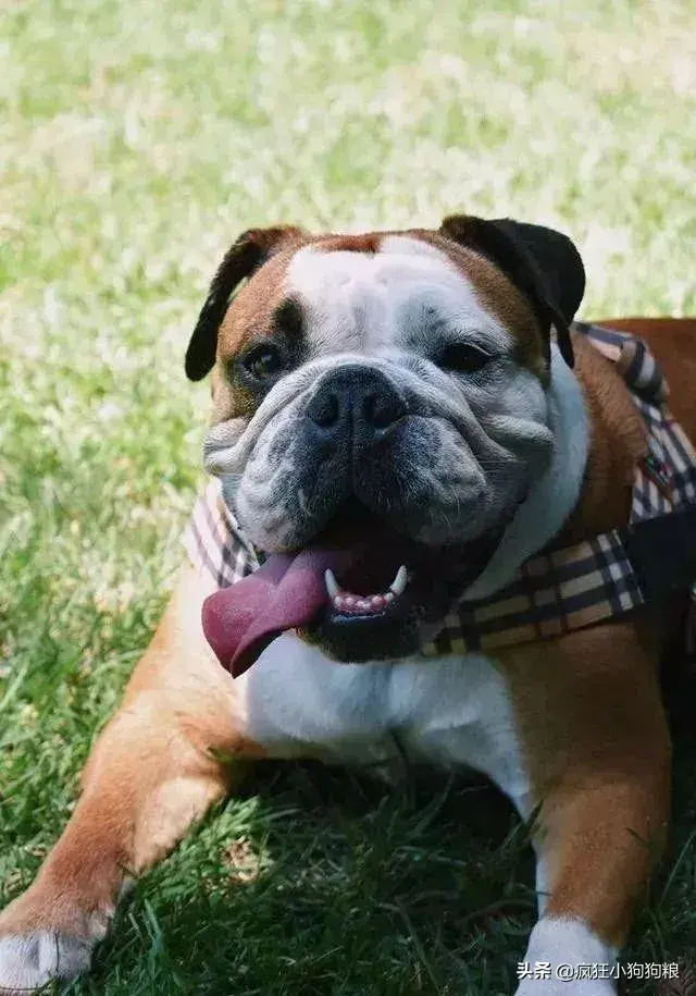 哈士奇智商排名，哈士奇智商在狗界排名多少位（前十和倒数前十）