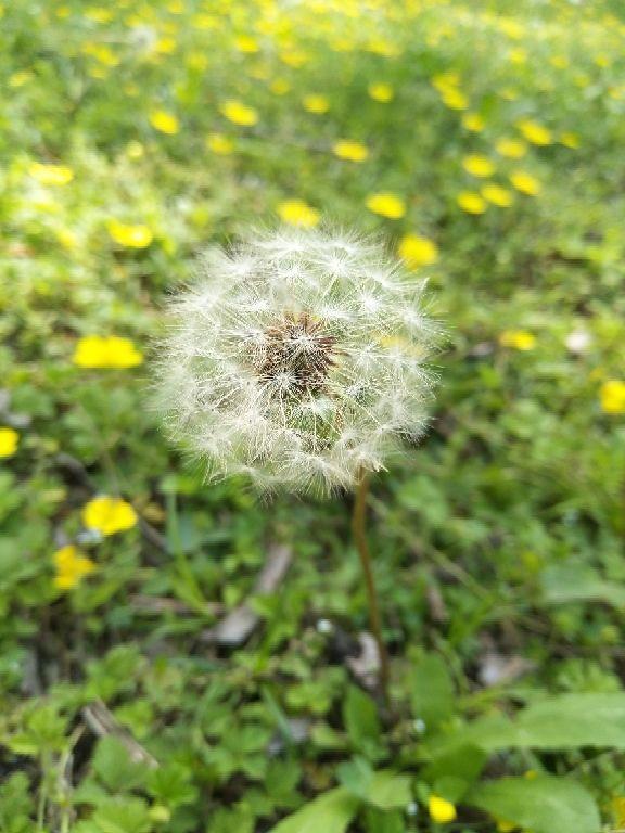 鱼腥草图片，却是有名的草药（鱼腥草图片植物图片）