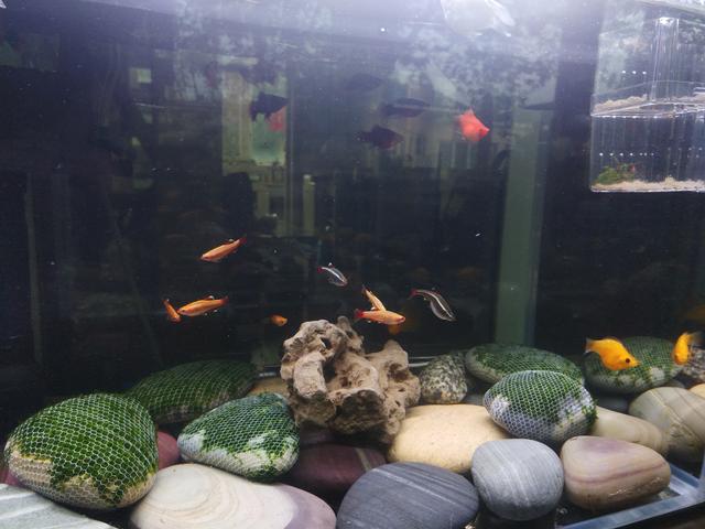 月亮鱼多少钱一条，月亮鱼的价格（预算不超200元，能不能养鱼）