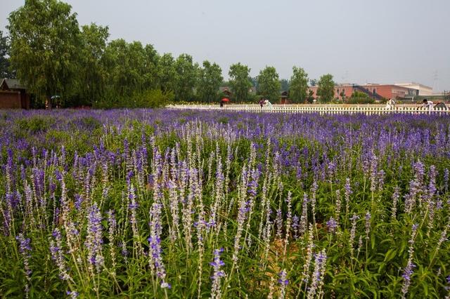 北京蓝调薰衣草庄园，北京薰衣草庄园（北京的蓝调薰衣草庄园就能狠狠浪漫一把）