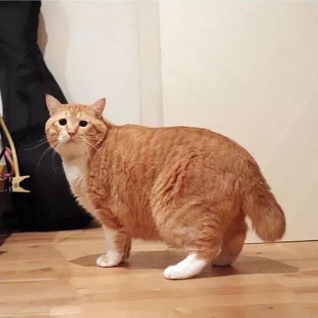 母猫会发腮吗，公猫会发腮吗（想养大圆脸猫咪的铲屎官）