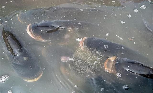 魚缺氧緊急辦法,家裡停電魚缸缺氧怎麼辦(不怕魚類浮頭死亡)