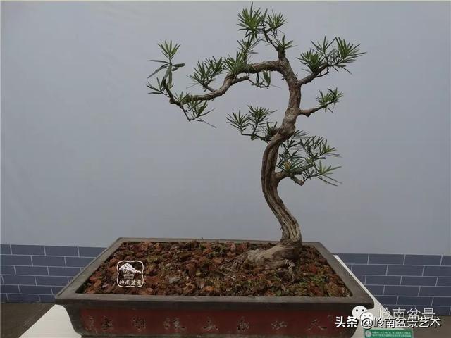 台湾罗汉松，飘逸优雅的海岛罗汉松盆景（台湾罗汉松的养殖方法和注意事项）