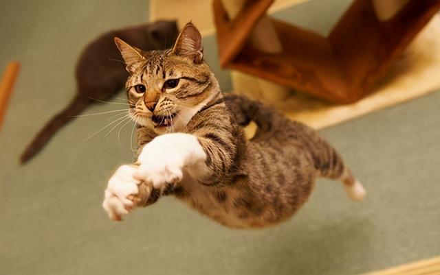 养猫对人的巨大危害，养猫对人的巨大危害有哪些（养猫的7个“害处”）