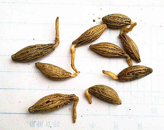 桂花香精怎么提取，桂花香如何提取（沁人心脾人引人来）