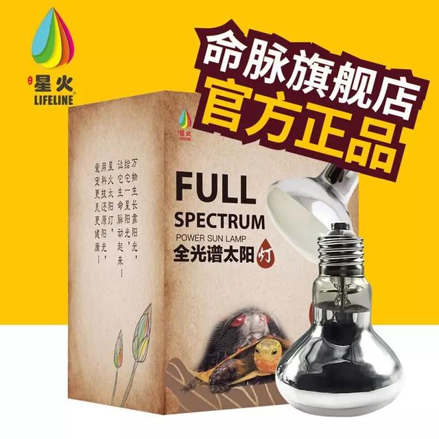 东锦龟怎样饲养，东锦龟的养殖（龟界传说级别的抗冻神仙）