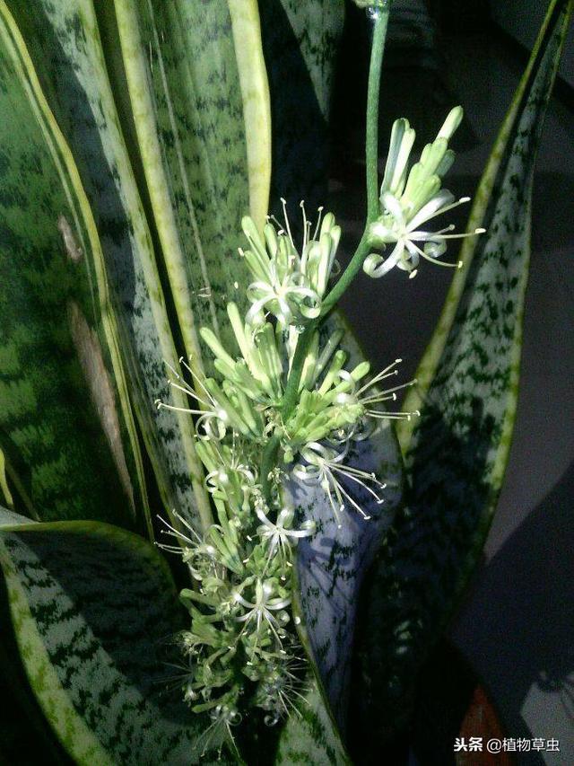 虎皮兰适合放在家里什么位置，虎皮兰摆放的最佳位置（虎皮兰吸收甲醛作用不大）