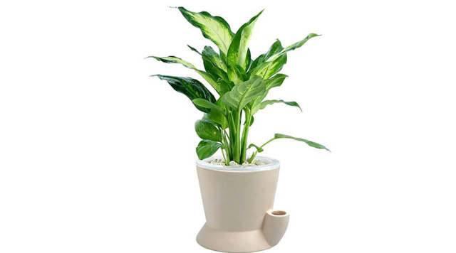 每个属相的招财花，十二属相的招财花（你的生肖养什么植物最旺你）