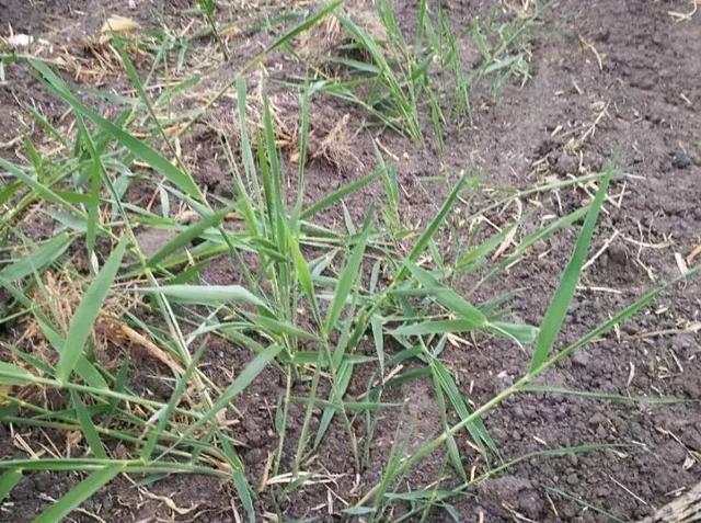 芦苇根的作用，芦苇根有什么用处（一招制敌，直接去根）