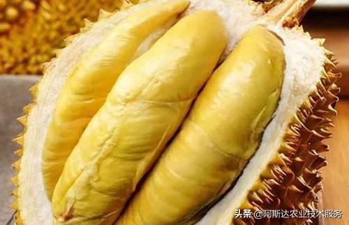 榴莲硬的怎么变软，为什么有的还不好吃