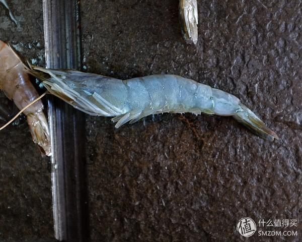 虾有多少品种，淡水虾有哪些品种（虾类双11购买攻略富山虾）