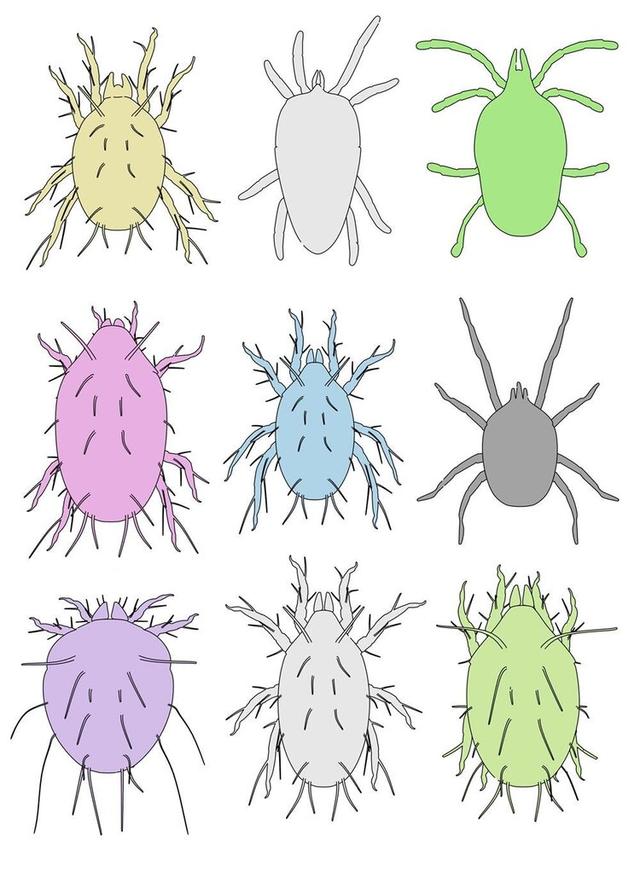 虱子相关介绍，虱子怎么读（30年前男女老少都长虱子）