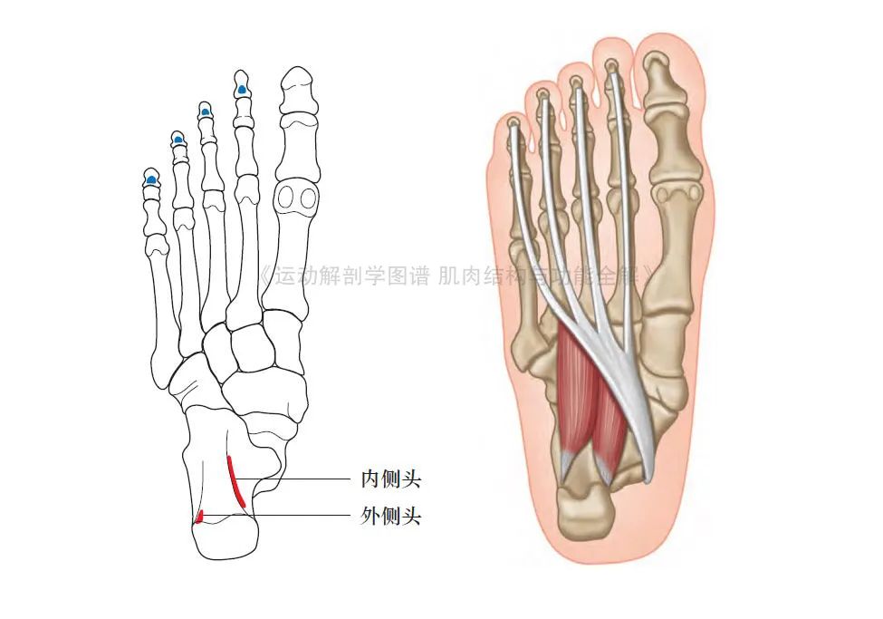 脚的各个部位详细图（足部肌肉解剖图解及展示）