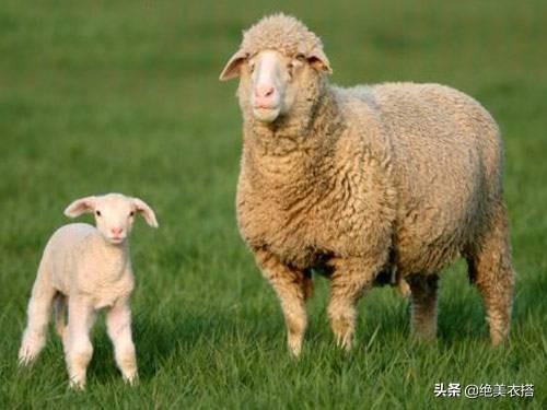 羊绒羊毛衫用什么洗最好，羊绒衫羊毛衫用什么洗好（秋冬毛衣/羊毛/羊绒衫起球、扎人怎么办）