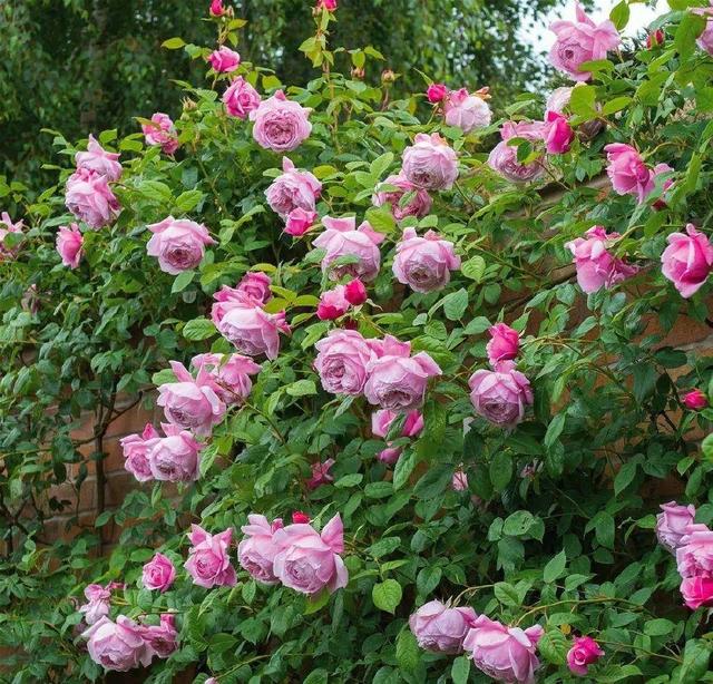 类似爬山虎的植物有哪些，除了爬山虎还有什么植物（7种超强繁育能力爬墙花）