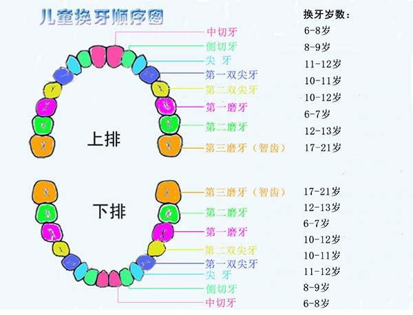 正常掉的乳牙图片,小孩换牙初期表现特征(最完整的儿