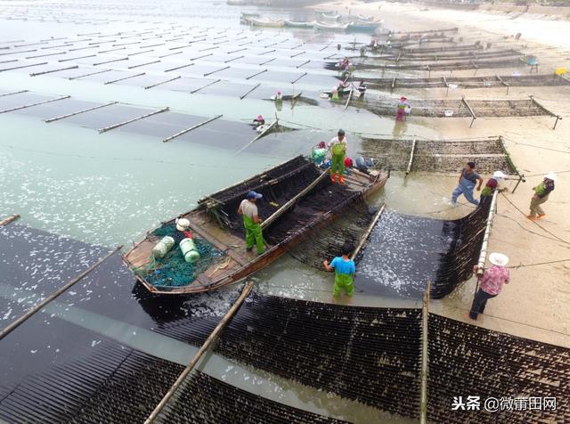 紫菜是哪里生长的，紫菜是生长在哪里的啊海里面吗（莆田这个村号称“中国紫菜第一村”）
