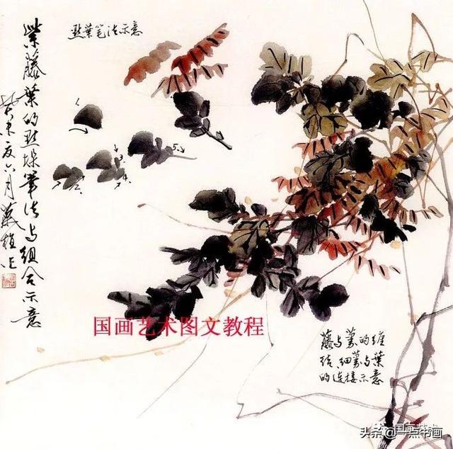 藤蔓植物，藤本花卉之紫藤画法（藤蔓植物图片）