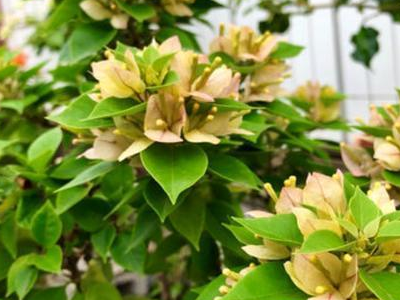 山角梅花怎么养好，五角梅花怎么养（三角梅怎么养）