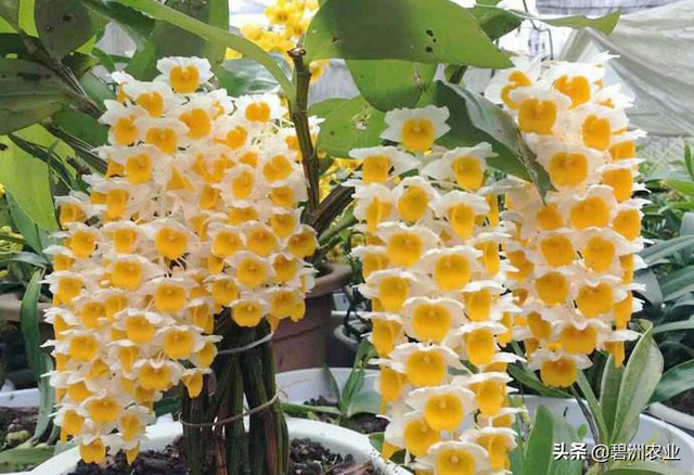 球花石斛的功效与作用及食用方法，球花石斛花的功效与作用有哪些（为您讲解球花石斛的栽培的小妙招）