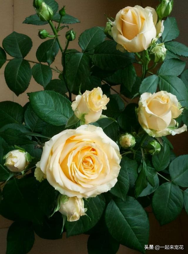 月季花有几种颜色，月季花是什么颜色（盘点10款经典的月季花）