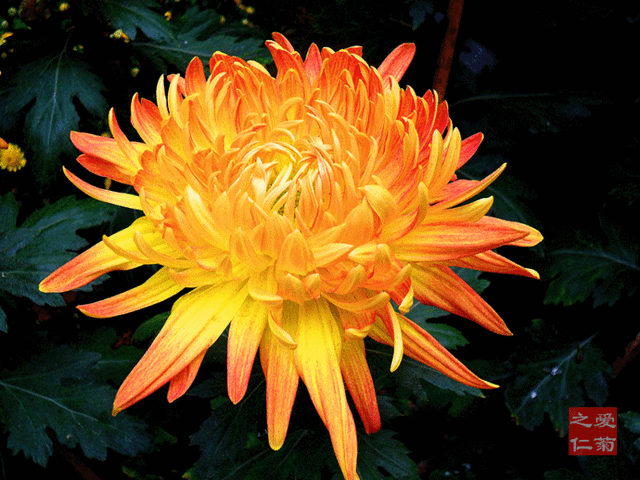 世界最美菊花80种太美了，金秋十月赏菊花——世界最美菊花80种送给您