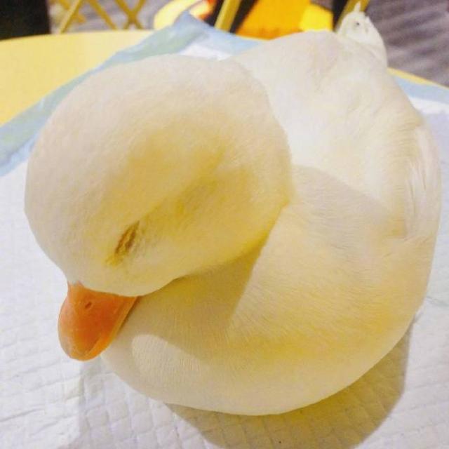 可爱捏，卡哇伊ฅฅ，微信头像，可爱捏，卡哇伊ฅฅ（可爱头像，卡哇伊！）